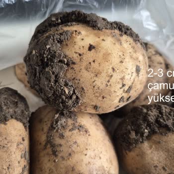 Migros Hemen'den Çamurlu Patates Teslimatı Ve Ücret İadesi Talebi