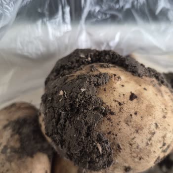 Migros Hemen'den Çamurlu Patates Teslimatı Ve Ücret İadesi Talebi