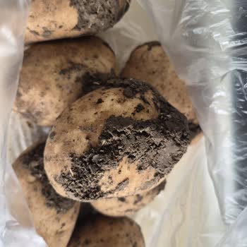 Migros Hemen'den Çamurlu Patates Teslimatı Ve Ücret İadesi Talebi