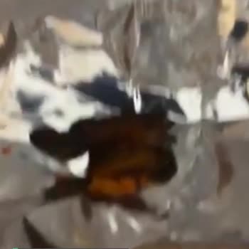 Patos Dönüş Bekliyorum!