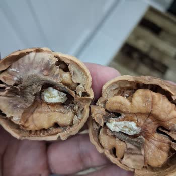 Migros Kayapınar Mağazasında Kampanyalı Cevizlerde Küflenme Ve Böceklenme Şikayeti
