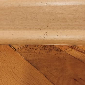Bella Maison Mağazasından Alınan Ahşap Duvar Süsü Kurtlanarak Hayal Kırıklığı Yarattı