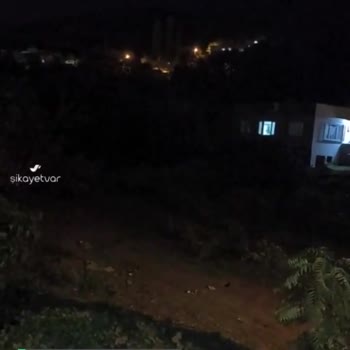Bursa Yıldırım Belediyesi Başıboş Sokak Köpekleri