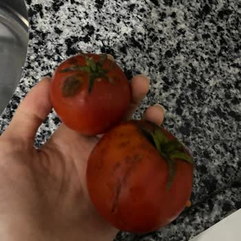 Onur Market Şubesinden Sürekli Çürük Sebze Ve Meyve Teslimatı