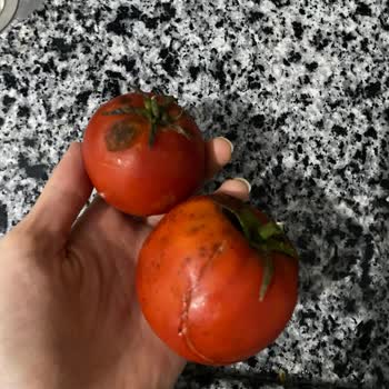 Onur Market Şubesinden Sürekli Çürük Sebze Ve Meyve Teslimatı