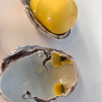 Kinder Sürpriz Yumurtasında Küflü Çikolata Ve Yetersiz Müşteri Hizmeti