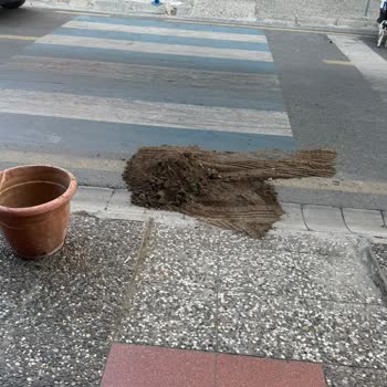 Sürat Kargo Sürücüsü Çam Fidesini Ezdi, Özür Ve Tazminat Talep Ediyor