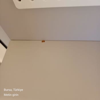 Bursa İnegöl HYS Mağazası’ndan Deforme Masası Ve Çöken Koltuklar, Fiyat Düşüşüyle Çözüm Bekliyor