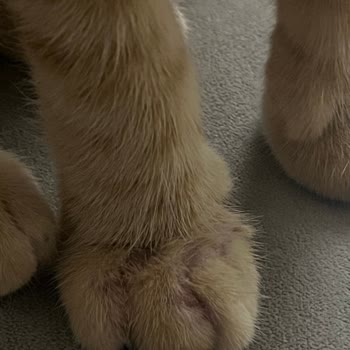 Bado Kedi Maması Kaşıntı Ve Tüy Dökülmesi Nedeniyle Geri Çekilmesi Talebi