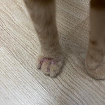 Bado Kedi Maması Kaşıntı Ve Tüy Dökülmesi Nedeniyle Geri Çekilmesi Talebi