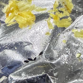 BİM Şubesinde Satılan Ruffles Patates Cipsinde Fare Dışkısı Tespit Edildi