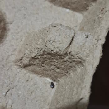 BİM Marketten Satın Alınan Yumurtalarda Böcek Çıktı: Hijyen İhlali