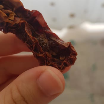 Si &Ha Markalı Domates Kurusunda Yabancı Maddeler Ve Hijyen Sorunu
