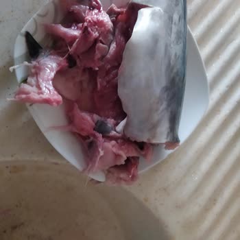 Migros Mudanya’da Bayat Palamut Satışı Ve İade Talebi