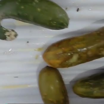 Bosch Buzdolabı Şikayeti