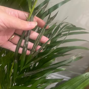 Cool Concept Flower’dan İki Defa Ayıplı Areka Palmiyesi Gönderimi Ve Yetersiz Çözüm