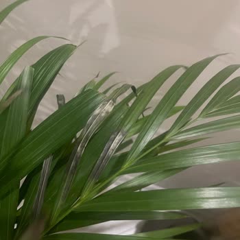 Cool Concept Flower’dan İki Defa Ayıplı Areka Palmiyesi Gönderimi Ve Yetersiz Çözüm