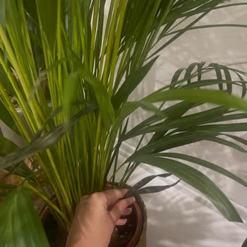 Cool Concept Flower’dan İki Defa Ayıplı Areka Palmiyesi Gönderimi Ve Yetersiz Çözüm