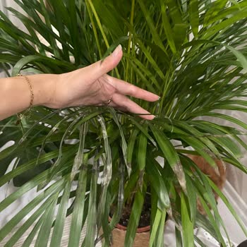 Cool Concept Flower’dan İki Defa Ayıplı Areka Palmiyesi Gönderimi Ve Yetersiz Çözüm