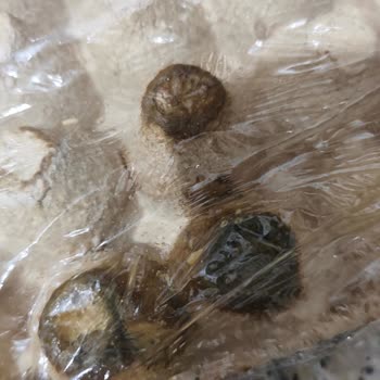 Yemeksepeti'nden BİM Marketten Bozuk Yumurta Teslimatı Ve İade Talebi