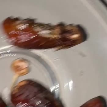 Carrefour SA Çitello Markalı Hurma Ürününde Böcek Tespiti