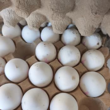 BİM Şubesinde Bozulmuş Yumurta Ve Fiş Olmadan İade Reddi