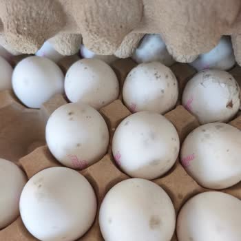 BİM Şubesinde Bozulmuş Yumurta Ve Fiş Olmadan İade Reddi
