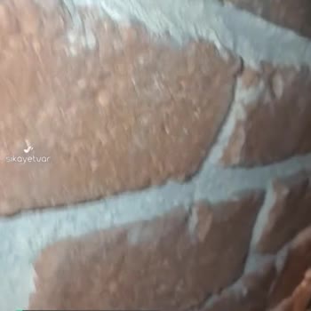 Doyuyo! Masada Hamam Böceği Var!