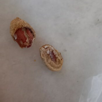 Şok Markette Açık Fıstıklarda Kurt Tespiti Hijyen Ve Sağlık Endişesi