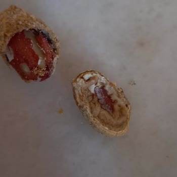 Şok Markette Açık Fıstıklarda Kurt Tespiti Hijyen Ve Sağlık Endişesi