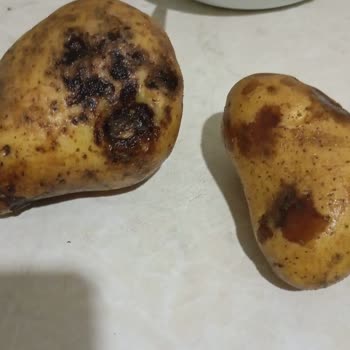 Migros Hemen'den Bozuk Patates Ve Canlı Destek Erişilememesi