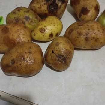 Migros Hemen'den Bozuk Patates Ve Canlı Destek Erişilememesi