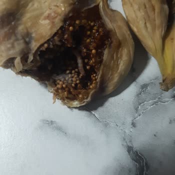 Keskinoğlu Tarım'dan Gelen Kurtlu İncirler Ve İade Talebine Dönüş Yapılmaması