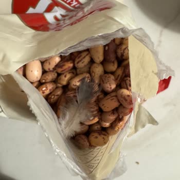 Tat Barbunya Paketinden Çıkan Kuş Tüyü Sağlık Güvenini Sarsıyor
