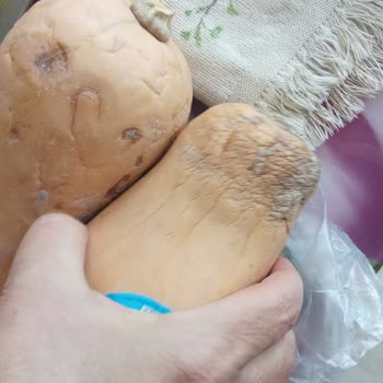 Migros Sanal Market'ten Çürük Butter Nut Kabak Ürünleri İçin Ücret İadesi Talebi