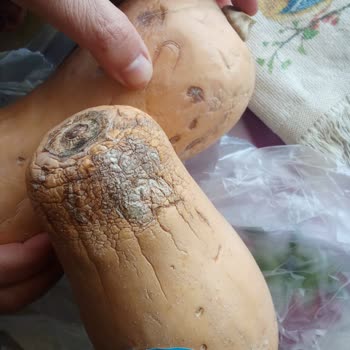 Migros Sanal Market'ten Çürük Butter Nut Kabak Ürünleri İçin Ücret İadesi Talebi