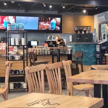 Caribou Coffee Kedi Sorunu