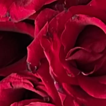 Rosebox’tan 13 Bin TL’lik Gül Aranjmanında Kalite Vaadi Yerine Özensizlik