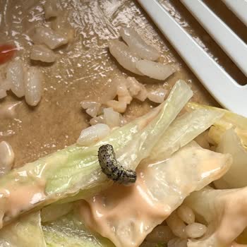 Usta Dönerci Salatasında Tırtıl Bulunması Ve Cevapsız Şikayet