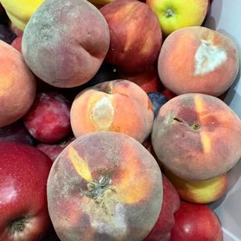 Migros Sanal Market'ten Çürük Ve Küflenmiş Şeftali Ve Diğer Meyveler İçin Tam İade Talebi