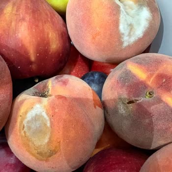 Migros Sanal Market'ten Çürük Ve Küflenmiş Şeftali Ve Diğer Meyveler İçin Tam İade Talebi