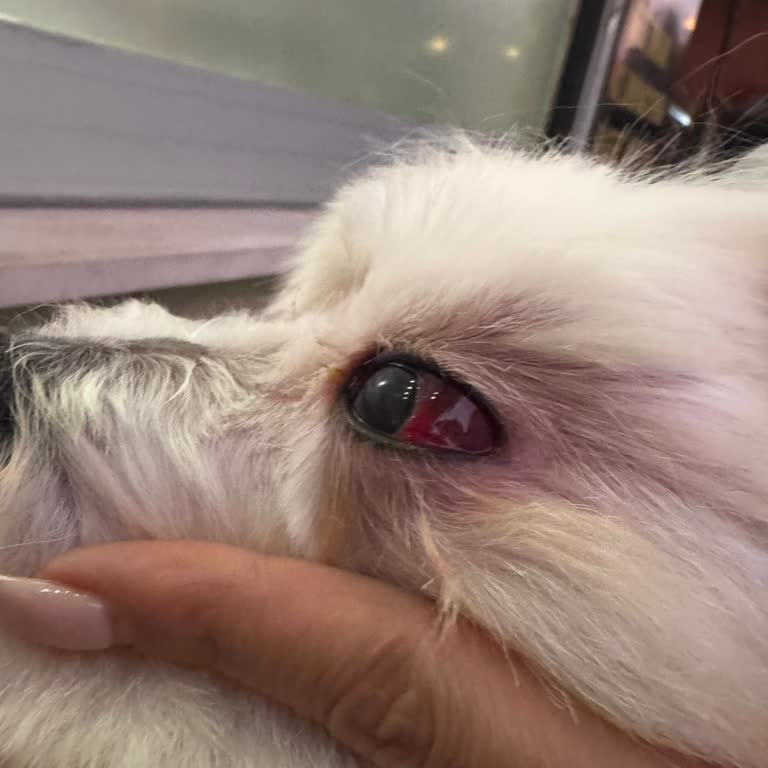 Teddy Pet Kuaför Halkalı’da Köpeğimin Gözünde Ağır Yaralanma Ve 9.100 TL Maliyet