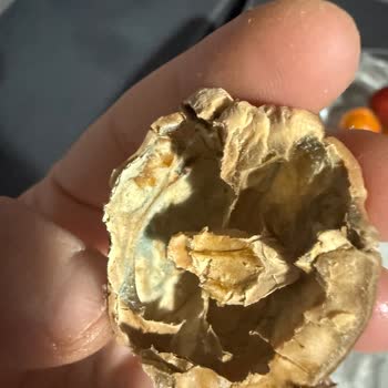 Kargo Gecikmesi Ve Küflü Ceviz Teslimatı İçin Çözüm Talebi