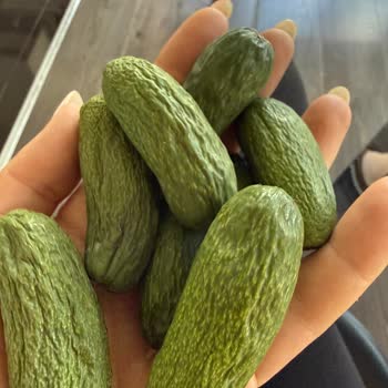 Tropikal Bahçem'den Alınan Avokadoların Erken Hasat Edilmesi Ve Bozulması, Ücret İadesi Talebi
