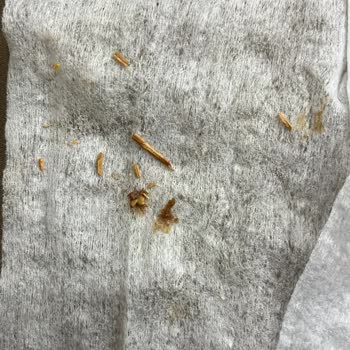 Algida Magnum Mini Dondurmasında Tahta Parçaları Bulunması Sağlık Tehlikesi