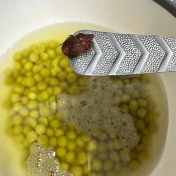 Konserve Bezelyede Böcek Tespiti Ve Ücret İadesi Talebi