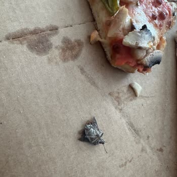 Pizza Bulls Şişli Şubesinde Hijyen İhlali: Ölü Böcekli Pizza