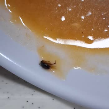 Sodexo'da Hijyen Krizi: Mercimek Çorbasında Canlı Böcek Görüldü