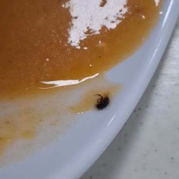 Sodexo'da Hijyen Krizi: Mercimek Çorbasında Canlı Böcek Görüldü