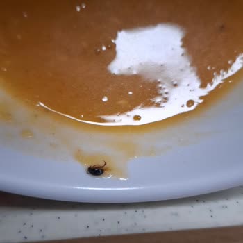 Sodexo'da Hijyen Krizi: Mercimek Çorbasında Canlı Böcek Görüldü